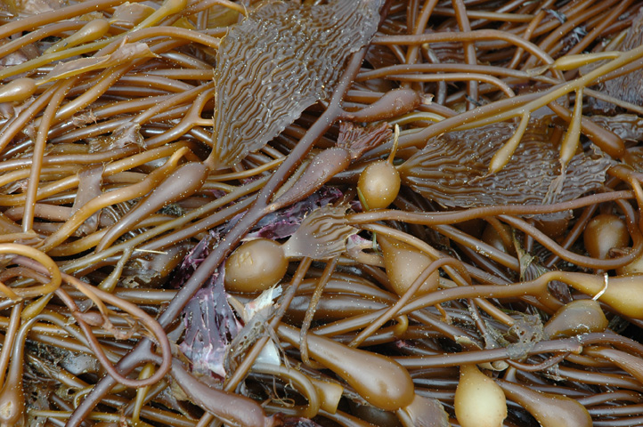 Moonstone Beach 018.jpg